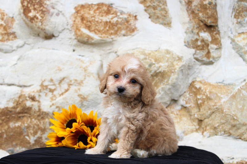 puppy, for, sale, Cava Poo, Matthew B. Stoltzfus, dog, breeder, Gap, PA, dog-breeder, puppy-for-sale, forsale, nearby, find, puppyfind, locator, puppylocator, aca